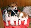 Jack-Russell-Terrier Foto: die vier Racker! (ID 39609) Jack-Russell-Terrier Hund