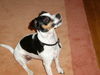 Jack-Russell-Terrier Foto: Unsre Sandy (ID 26391) Jack-Russell-Terrier Hund
