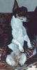 Jack-Russell-Terrier Foto: Das war Sheila ! Rest in peace ! (ID 6849) Jack-Russell-Terrier Hund