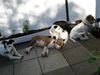 Jack-Russell-Terrier Foto: Starski,Nicki,Alexis und Nelli (ID 38425) Jack-Russell-Terrier Hund
