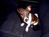 Jack-Russell-Terrier Foto: Neo & Sunny Sunny die kleinste in der Familie (ID 15576) Jack-Russell-Terrier Hund