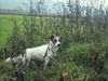 Jack-Russell-Terrier Foto: Samson auf der Pirsch (ID 31852) Jack-Russell-Terrier Hund