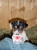 Jack-Russell-Terrier Foto: Schnullerhund (ID 19685) Jack-Russell-Terrier Hund