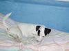 Jack-Russell-Terrier Foto: ...ich war das nicht... (ID 12653) Jack-Russell-Terrier Hund