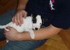 Jack-Russell-Terrier Foto: ...kleiner Angsthase... (ID 11233) Jack-Russell-Terrier Hund