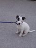 Jack-Russell-Terrier Foto: ...ich will nicht!! Zuerst das Foto... (ID 12651) Jack-Russell-Terrier Hund