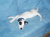 Jack-Russell-Terrier Foto: ....gäääähn... (ID 12652) Jack-Russell-Terrier Hund