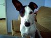 Jack-Russell-Terrier Foto: Mein Snoopy!!!! (ID 26898) Jack-Russell-Terrier Hund