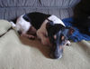 Jack-Russell-Terrier Foto: schön weich hier... (ID 34161) Jack-Russell-Terrier Hund