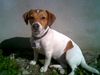 Jack-Russell-Terrier Foto: sonnenbaden (ID 28303) Jack-Russell-Terrier Hund