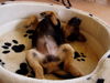 Jack-Russell-Terrier Foto: spielen macht sooo viel Spaß (ID 29303) Jack-Russell-Terrier Hund