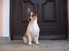 Jack-Russell-Terrier Foto: unsrer stolzer Nico (5 Monate) (ID 17936) Jack-Russell-Terrier Hund