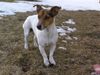 Jack-Russell-Terrier Foto: Sunny (ID 19789) Jack-Russell-Terrier Hund