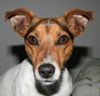 Jack-Russell-Terrier Foto: Sunny (ID 22146) Jack-Russell-Terrier Hund
