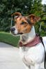 Jack-Russell-Terrier Foto: bald beginnt wieder die Schule (ID 25186) Jack-Russell-Terrier Hund