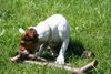 Jack-Russell-Terrier Foto: zum Nachtisch ein kleines Hölzchen (ID 25187) Jack-Russell-Terrier Hund