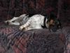 Jack-Russell-Terrier Hund