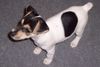 Jack-Russell-Terrier Foto: Terry (ID 26412) Jack-Russell-Terrier Hund