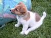 Jack-Russell-Terrier Foto: Tessi (ID 8438) Jack-Russell-Terrier Hund