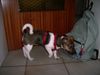 Jack-Russell-Terrier Foto: Lecker Rucksack (ID 23724) Jack-Russell-Terrier Hund