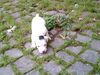 Jack-Russell-Terrier Foto: Huhu drei wochen alt,aber ich bin fast schon ein jadtterrier (ID 22083) Jack-Russell-Terrier Hund