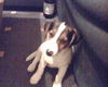 Jack-Russell-Terrier Foto: Vroni mit sechs Monate (ID 35760) Jack-Russell-Terrier Hund