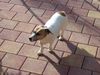Jack-Russell-Terrier Foto: Cherry 15 Jahre alt (ID 34431) Jack-Russell-Terrier Hund