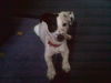 Jack-Russell-Terrier Foto: Vroni mit sechs Monate (ID 35759) Jack-Russell-Terrier Hund