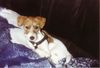 Jack-Russell-Terrier Foto: Da kuschele ich mich doch lieber in die Decke !!! (ID 17299) Jack-Russell-Terrier Hund