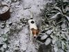 Jack-Russell-Terrier Foto: Ich liebe Schnee! (ID 17774) Jack-Russell-Terrier Hund