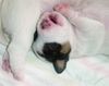 Jack-Russell-Terrier Foto: ich bin satt (ID 21645) Jack-Russell-Terrier Hund