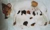 Jack-Russell-Terrier Foto: 4 sind noch zu haben 01744661484 (ID 32189) Jack-Russell-Terrier Hund