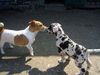 Jack-Russell-Terrier Foto: Fuzzi und Doggenbaby Angel (ID 37587) Jack-Russell-Terrier Hund