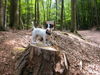 Jack-Russell-Terrier Hund