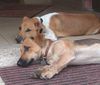 Jack-Russell-Terrier Foto: Bekomm ich auch noch ne Wurst ? (ID 33307) Jack-Russell-Terrier Hund