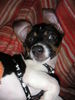 Jack-Russell-Terrier Foto: Pepino (ID 32492) Jack-Russell-Terrier Hund