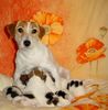 Jack-Russell-Terrier Foto: Jack Russell Terrier \ (ID 28491) Jack-Russell-Terrier Hund