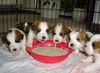 Jack-Russell-Terrier Foto: Jack Russell Terrier (ID 28490) Jack-Russell-Terrier Hund