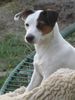 Jack-Russell-Terrier Foto: Alexis 11 monate (ID 37875) Jack-Russell-Terrier Hund
