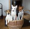 Jack-Russell-Terrier Foto: Geschenkkorb (ID 6504) Jack-Russell-Terrier Hund