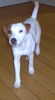 Jack-Russell-Terrier Foto: Noble Knights Alistair (ID 28754) Jack-Russell-Terrier Hund