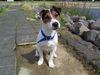 Jack-Russell-Terrier Foto: Filou am rhein (ID 23996) Jack-Russell-Terrier Hund