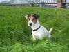 Jack-Russell-Terrier Foto: Fiolu (ID 24879) Jack-Russell-Terrier Hund