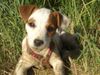 Jack-Russell-Terrier Foto: Unsere 13Wochen alte Jack Russel Hündin Emmi!!!...ihr erster Tag am See! (ID 42107) Jack-Russell-Terrier Hund