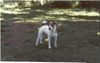 Jack-Russell-Terrier Foto: Billbridge Amber Engl. imp Hündin (ID 17443) Jack-Russell-Terrier Hund
