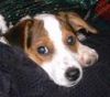 Jack-Russell-Terrier Foto: Amadeus (ID 17195) Jack-Russell-Terrier Hund