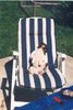 Jack-Russell-Terrier Hund