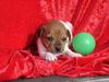 Jack-Russell-Terrier Hund