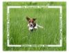 Jack-Russell-Terrier Foto: meine kleine Phoebe (Fibi) (ID 13203) Jack-Russell-Terrier Hund
