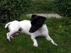 Jack-Russell-Terrier Foto: Mein HUnd Buddy (ID 15788) Jack-Russell-Terrier Hund